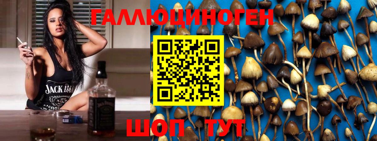 Псилоцибиновые грибы GOLDEN TEACHER  Псилоцибиновые грибы Cubensis  Вход с VPN  Междуреченск 